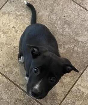 Shepherd Dogs Available for Adoption in San Tan Valley, Arizona - Chloe | PetCurious