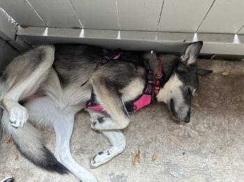 BLOOM -  Husky Dog for Adoption in San Antonio, Texas - BLOOM | PetCurious
