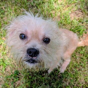 Niko Cage -  Terrier and Mixed Breed Dog for Adoption in Houston, Texas - Niko Cage | PetCurious