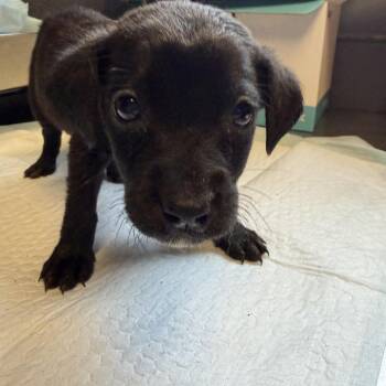 Labrador Retriever and Mixed Breed Dogs Available for Adoption in Tuscaloosa, Alabama - TUSC-Stray-84574 | PetCurious
