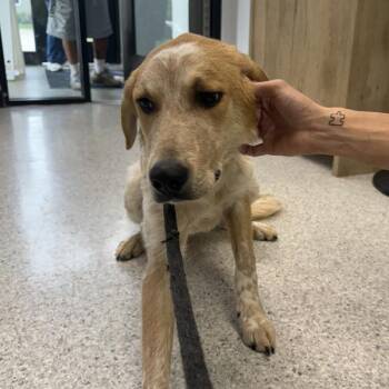 Sherman -  Catahoula Leopard Dog Dog for Adoption in Des Moines, Iowa - Sherman | PetCurious