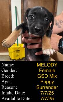 Rescue German Shepherd Dog Dogs for Adoption in Portales, New Mexico - Melody | PetCurious