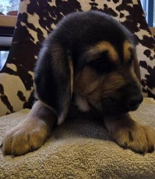 German Shepherd Dog and Mixed Breed Dogs Available for Adoption in Conway, South Carolina - Pumbaa | PetCurious