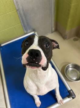 Rescue Pit Bull Terrier Dogs for Adoption in Johnson City, Tennessee - Snoopy | PetCurious