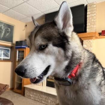 Siberian Husky Dogs Available for Adoption in Blaine, Minnesota - Borris | PetCurious