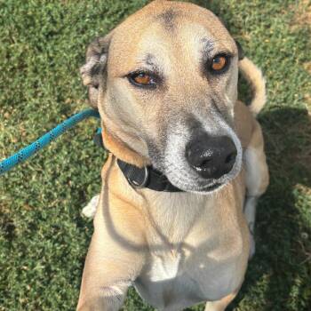 Tiny -  Shepherd Dog for Adoption in Springfield, Missouri - Tiny | PetCurious