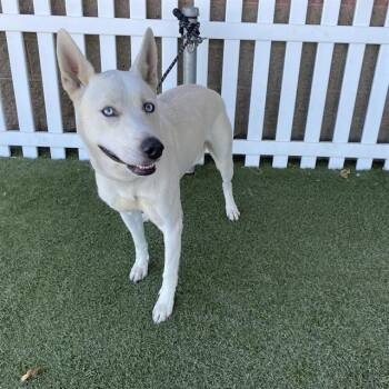 A612656 -  Siberian Husky and Mixed Breed Dog for Adoption in Modesto, California - A612656 | PetCurious