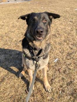 Mixed Breed Dogs Available for Adoption in Montreal, Quebec - Krokos | PetCurious