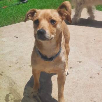 Chloe -  Schnauzer and Dachshund Dog for Adoption in Wichita, Kansas - Chloe | PetCurious