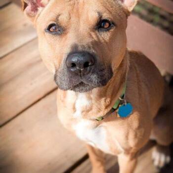 Pit Bull Terrier and German Shepherd Dog Dogs Available for Adoption - Molly | PetCurious