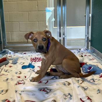 Maddie -  Black Mouth Cur and Mixed Breed Dog for Adoption - Maddie | PetCurious
