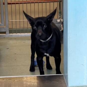Chihuahua Dogs Available for Adoption in Apple Valley, California - Midnight | PetCurious