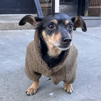 Chiweenie Dogs Available for Adoption - Billy | PetCurious