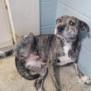 Mixed Breed Dogs Available for Adoption - SOCKS 9323 | PetCurious