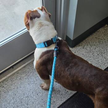 Neela -  Pit Bull Terrier Dog for Adoption in Breese, Illinois - Neela | PetCurious