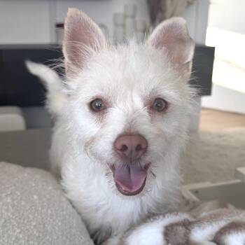Terrier Dogs Available for Adoption - Kallie | PetCurious