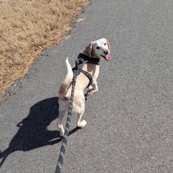 Rescue Mixed Breed Dogs for Adoption in Perryville, Arkansas - Jerry | PetCurious