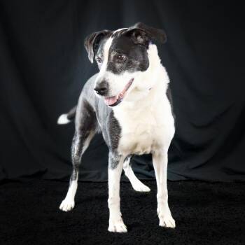 Border Collie and American Staffordshire Terrier Dogs Available for Adoption - Lucy | PetCurious