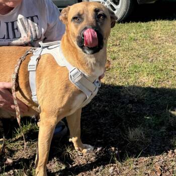 Savannah -  German Shepherd Dog and Mixed Breed Dog for Adoption in West Plains, Missouri - Savannah | PetCurious