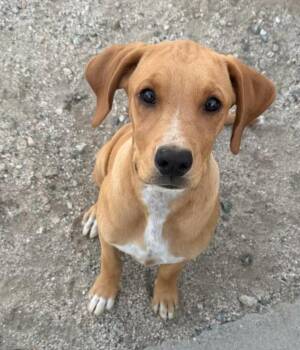 Lana -  Labrador Retriever and Rhodesian Ridgeback Dog for Adoption in Los Angeles, California - Lana | PetCurious