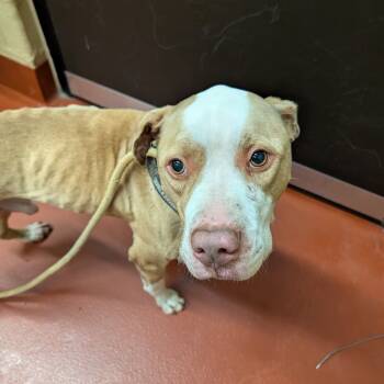 Rescue Mixed Breed Dogs for Adoption in Douglasville, Georgia - Monk | PetCurious