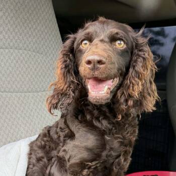 Boykin Spaniel Dogs Available for Adoption - Emma | PetCurious