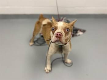 MAKO -  French Bulldog and Mixed Breed Dog for Adoption in St. Cloud, Florida - MAKO | PetCurious
