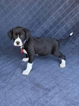 Labrador Retriever Dogs Available for Adoption - Gold (F) | PetCurious