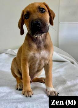 Zen -  Hound Dog for Adoption in Farmingdale, New Jersey - Zen | PetCurious