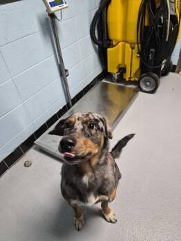 Pen 167 Rigby -  Australian Cattle Dog Blue Heeler Dog for Adoption in Lawrenceville, Georgia - Pen 167 Rigby | PetCurious