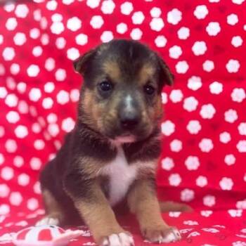 Backpack -  German Shepherd Dog and Mixed Breed Dog for Adoption in North Charleston, South Carolina - Backpack | PetCurious