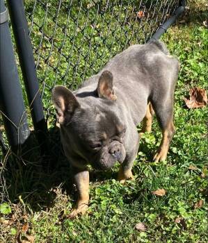 Rescue French Bulldog Dogs for Adoption in Matthews, North Carolina - Truffle | PetCurious