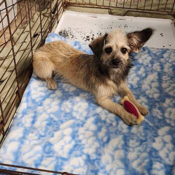 Rescue Terrier and Mixed Breed Dogs for Adoption in Alma, Wisconsin - Mathilda | PetCurious