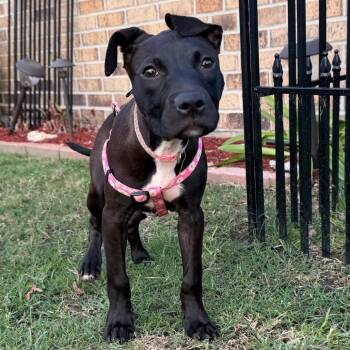 Marilyn Mon-Woof -  Pit Bull Terrier Dog for Adoption in New Orleans, Louisiana - Marilyn Mon-Woof | PetCurious