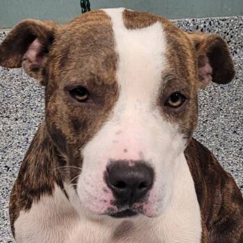 Rescue American Staffordshire Terrier Dogs for Adoption in Greenville, South Carolina - Periwinkle | PetCurious