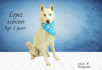 Husky Dogs Available for Adoption in Thousand Palms, California - LOPEZ | PetCurious