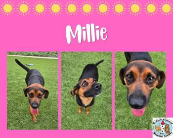 Millie -  Terrier Dog for Adoption in Athens, Tennessee - Millie | PetCurious