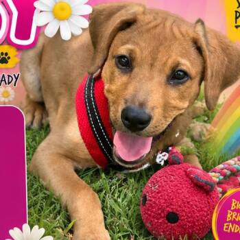 Daisy -  Labrador Retriever and Mixed Breed Dog for Adoption in Santa Fe, Texas - Daisy | PetCurious