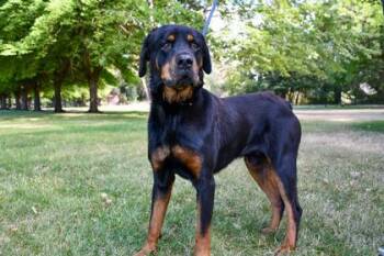 Leroy Brown -  Rottweiler and Mixed Breed Dog for Adoption in Yakima, Washington - Leroy Brown | PetCurious