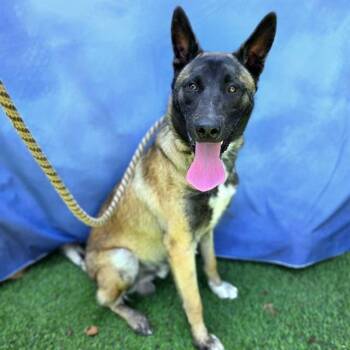 ALL STAR -  Belgian Shepherd Malinois Dog for Adoption in Long Beach, California - ALL STAR | PetCurious