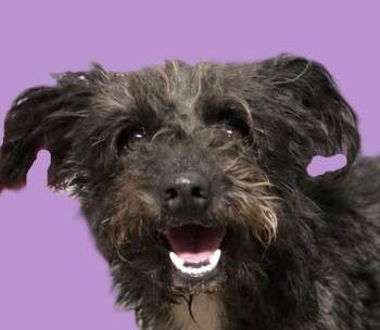 Scrappy -  Poodle and Terrier Dog for Adoption in Savannah, Georgia - Scrappy | PetCurious