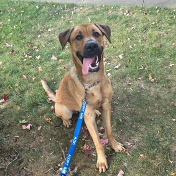 Rescue German Shepherd Dog and Mixed Breed Dogs for Adoption in Monroe, Michigan - Mitosis | PetCurious