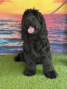 Mango -  Cocker Spaniel Dog for Adoption in Wayne, New Jersey - Mango | PetCurious