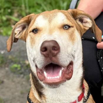 Odin -  Hound and Terrier Dog for Adoption in Bloomfield, Connecticut - Odin | PetCurious