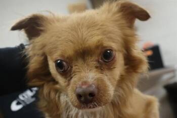 Mixed Breed Dogs Available for Adoption - HASHBROWN | PetCurious