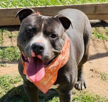 Pit Bull Terrier and Mixed Breed Dogs Available for Adoption in Seneca, South Carolina - Brutus $85 | PetCurious