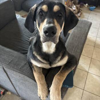 Geraldo -  Great Dane Dog for Adoption in Pflugerville, Texas - Geraldo | PetCurious