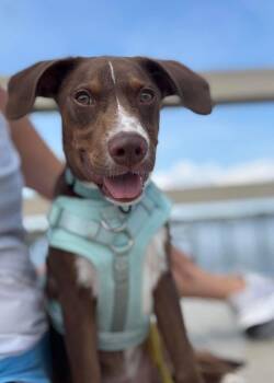 Wells -  Hound and Labrador Retriever Dog for Adoption in Carmel Hamlet, New York - Wells | PetCurious