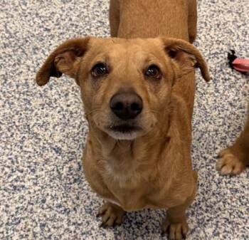 Dachshund and Chihuahua Dogs Available for Adoption - Alan | PetCurious