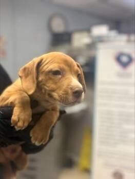 JEANETTE -  Terrier Dog for Adoption in Stockton, California - JEANETTE | PetCurious